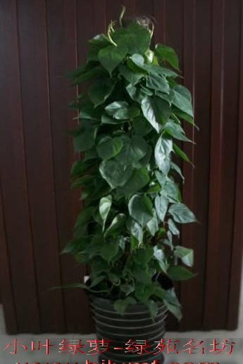 绿植养护公司如何选择